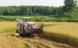 استقبال شالیکاران گیلانی از برداشت مکانیزه برنج